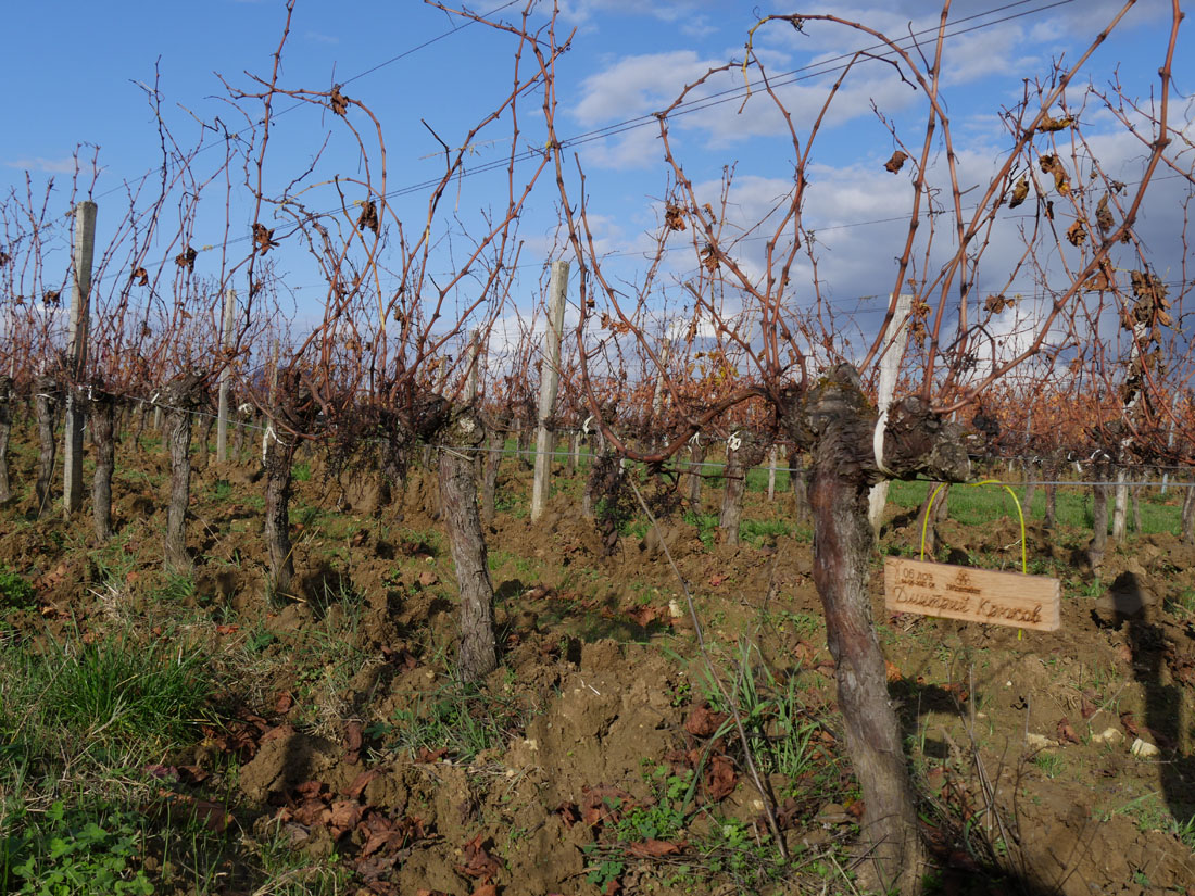 Виноградник на урожай